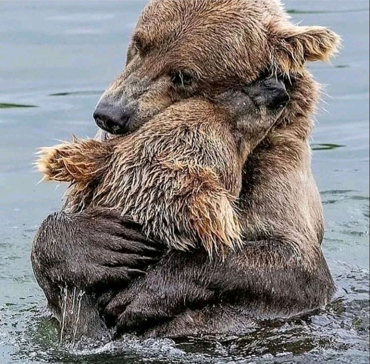 FindTimber's tweet image. Goes to show animals can express love.. #love #bears #hugs