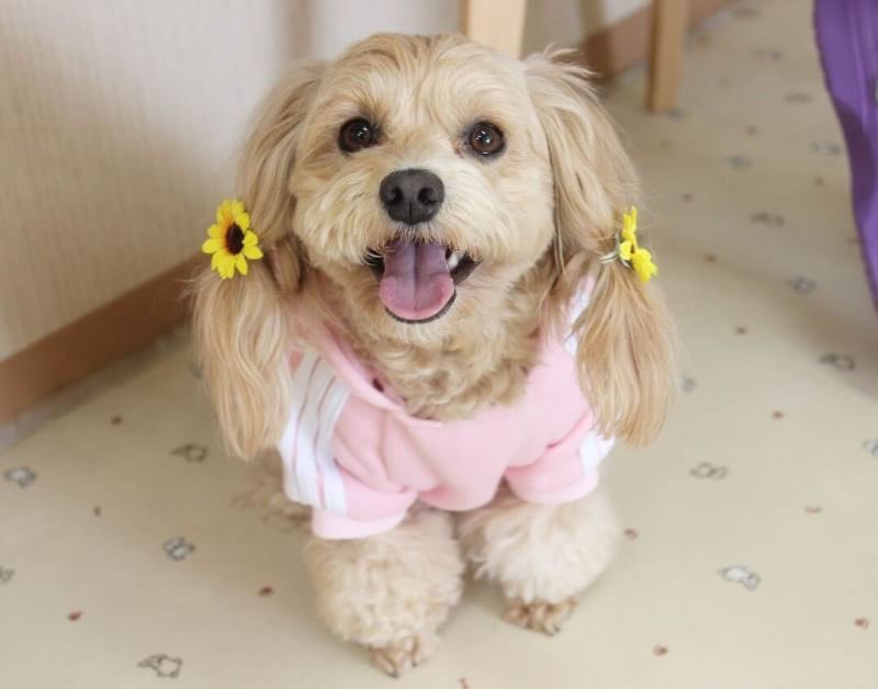 Airps2's tweet photo. うちの犬可愛いんでフォローください🥺
最近の自分が3枚目です🥺🥺
仲良くしてください！！！

#Apex自己紹介カード
#Apex #ApexLedgends
#Apex自己紹介カードテンプレ
#Apex募集 #Apexフレンド募集 
#いいねした人全員フォローする
#いいねした人全員フォロー 
#Apex自己紹介 
#Apex自己紹介カード https://t.co/gRhwgwcrpM