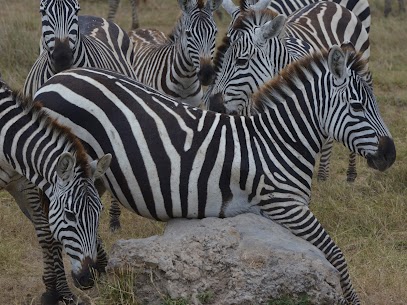 moses_limbu's tweet photo. 'Beyond tourism'
info@t-onetoursandsafaris.com 
Whatsapp +255 717542969 https://t.co/ZSbsypoM5B