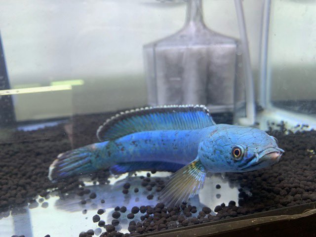 小さな熱帯魚の店 レインボー 小虹 の人たち Tfrainbow Twitter