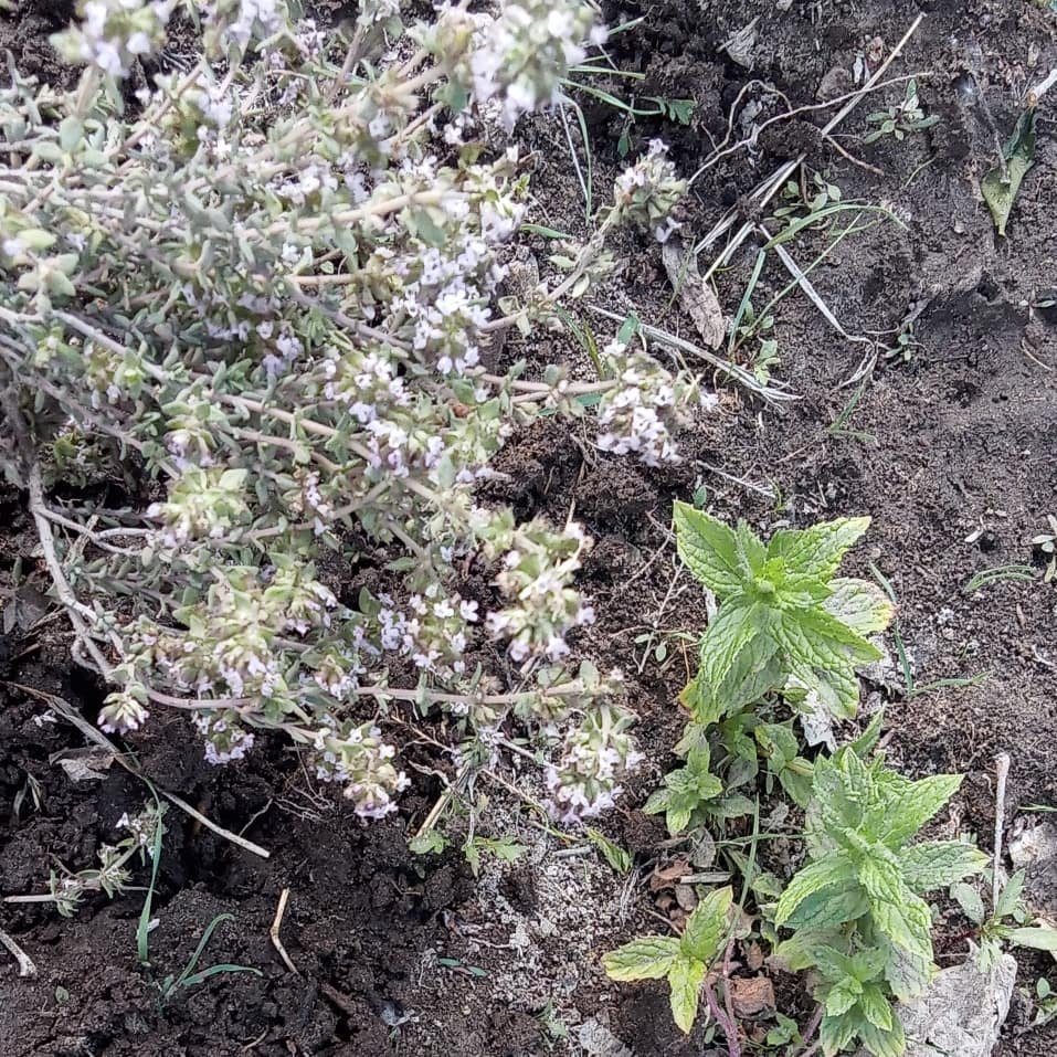 WillkakutiSR's tweet image. #Willkakuti continúa los trabajos con #aromáticas en el espacio compartido con @discapacidad_sanrafael . 
#programadeautonomiaalimentaria 
#plandeemergenciaalimentaria 
#tumunicipio