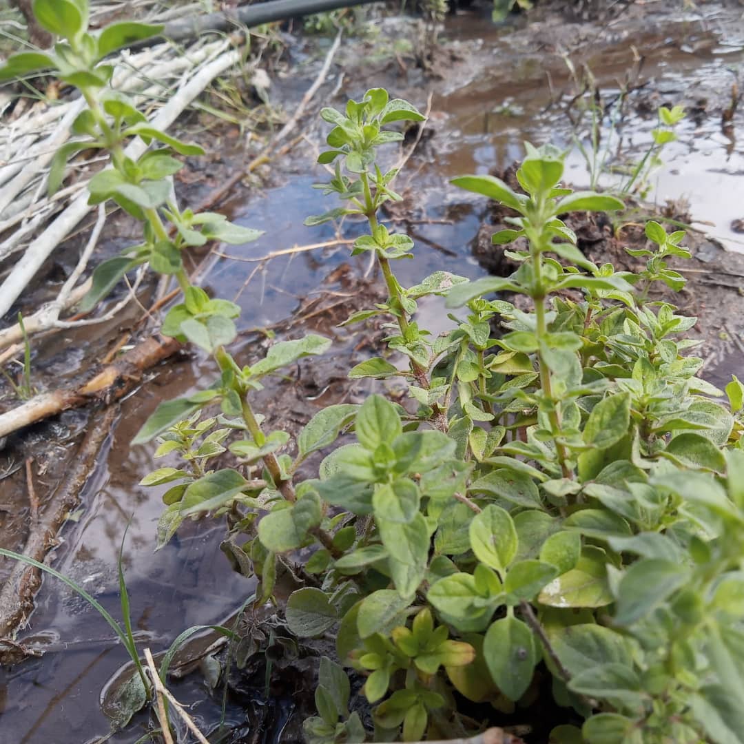 WillkakutiSR's tweet image. #Willkakuti continúa los trabajos con #aromáticas en el espacio compartido con @discapacidad_sanrafael . 
#programadeautonomiaalimentaria 
#plandeemergenciaalimentaria 
#tumunicipio