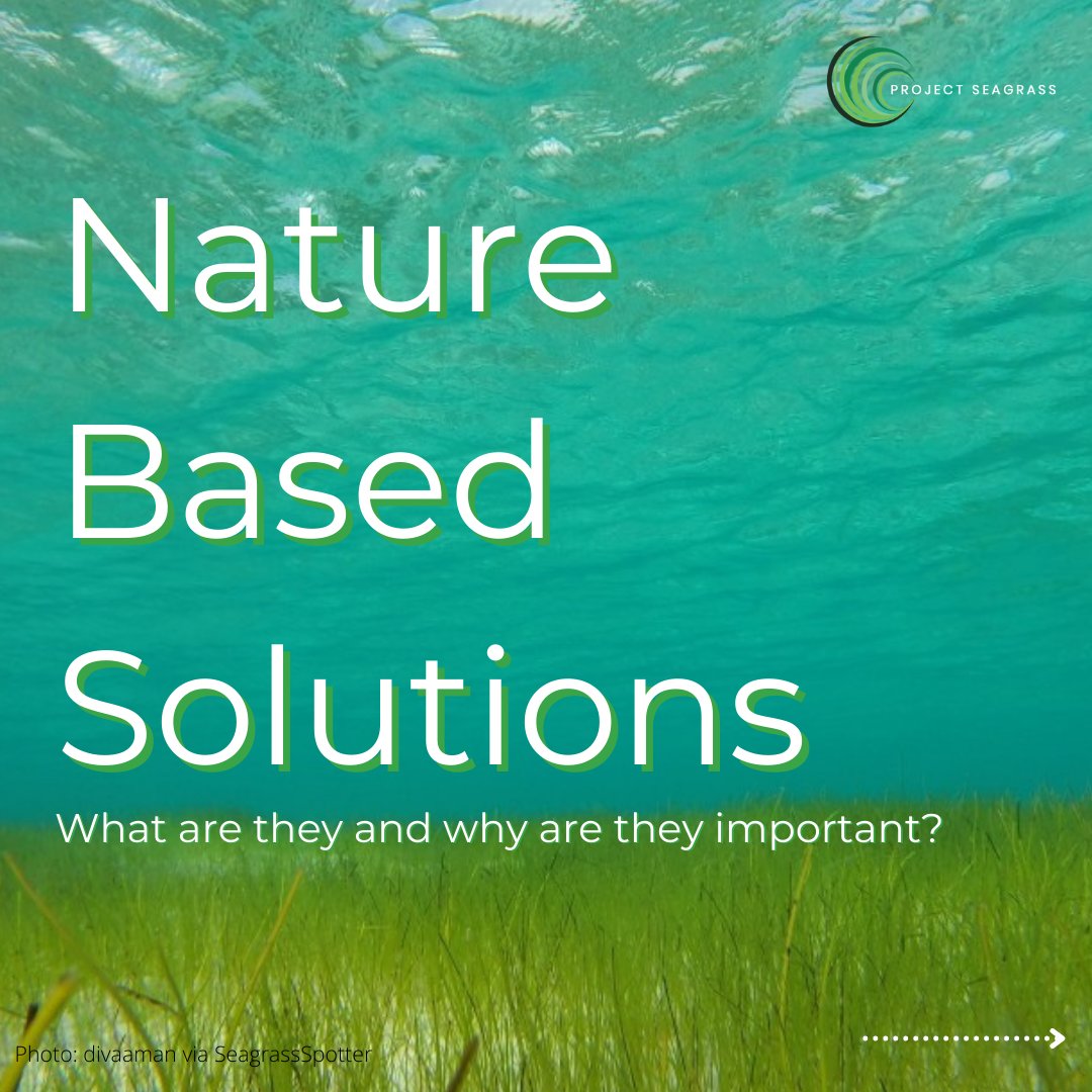 ProjectSeagrass's tweet photo. The climate emergency is intertwined with the destruction of our ecosystems. Yet, it is the protection and revival of our ecosystems that can combat the climate emergency.

Leaders at #COP26 must recognise the importance of #NatureBasedSolutions in mitigating climate change🌏🌱 https://t.co/Q0da2h6PHk