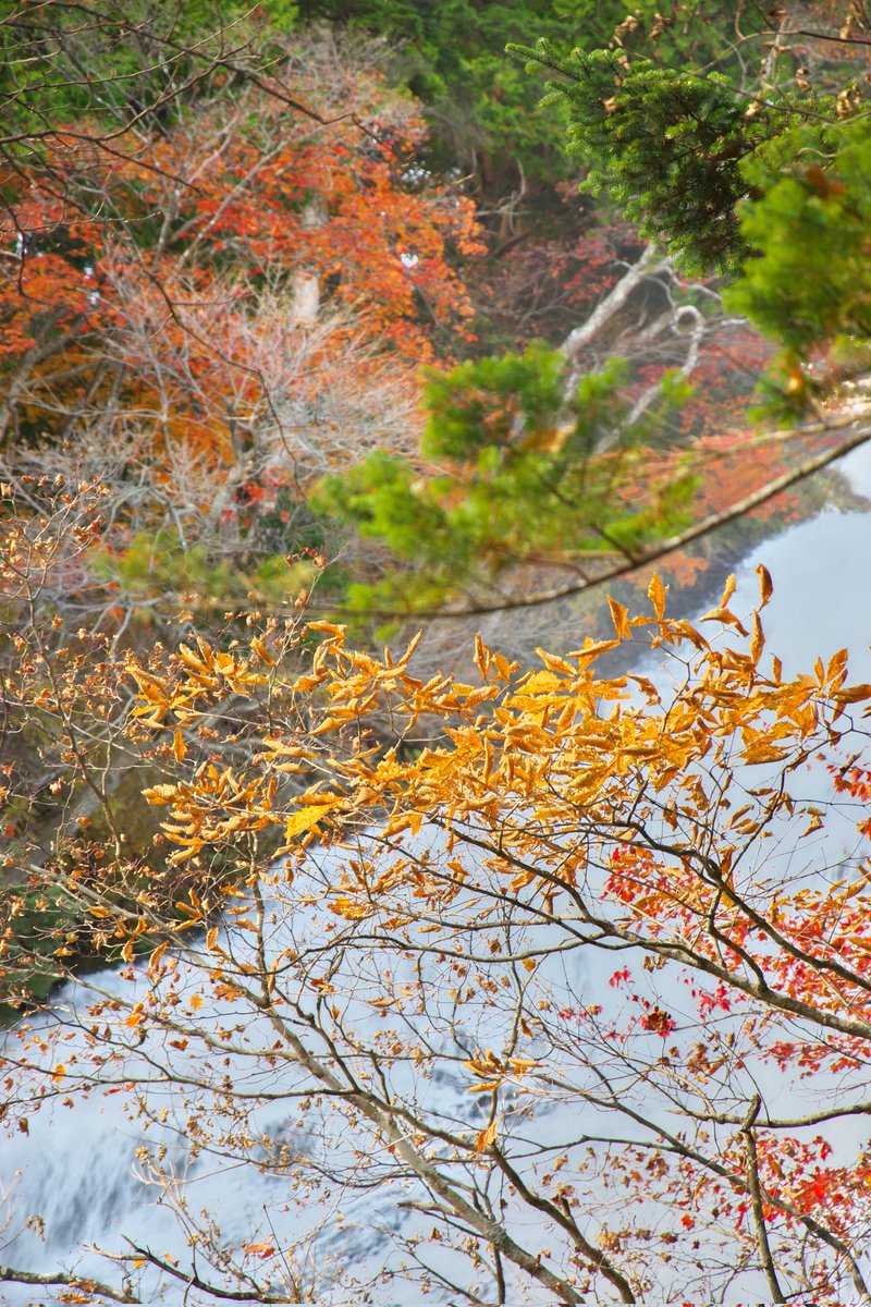 3150taka88's tweet photo. 21/10/31@ロマンティック街道紅葉たか散歩⑧
湯ノ湖を下って湯滝の駐車場に車を停める。
観光バスがところ狭しと並んでいて日常が戻りつつあるのを実感😀
#奥日光
#湯滝
#紅葉2021
#旅写真
#EOS_M(1)
#EF_M 11-22F4-5.6 IS STM(1)
#D3300(2.3.4)
#AF_S DX NIKKOR18-105 F3.5-5.6G ED VR(2.3.4) https://t.co/wQz6Ohru4f