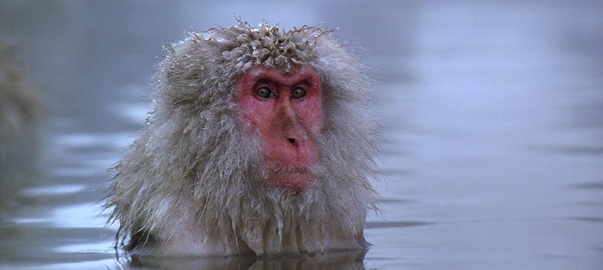 Shane Scott-Travis Ⓥ tweet media