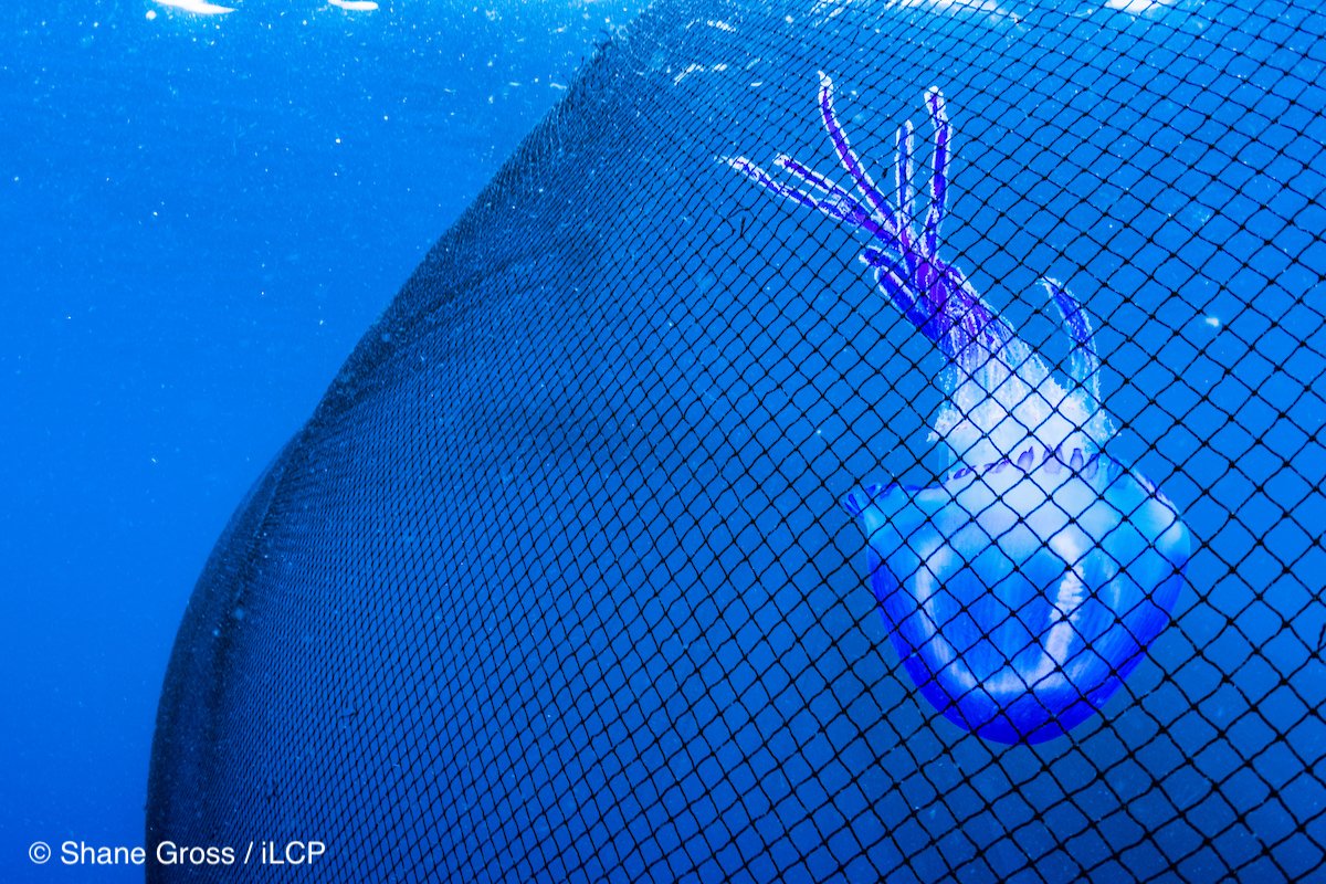 ILCP's tweet photo. #WorldJellyfishDay

A jellyfish is accidentally caught in a seine net fishing for skip jack tuna
@ShaneGrossPhoto

#driftnets #deathnets https://t.co/r9AtTKmQok