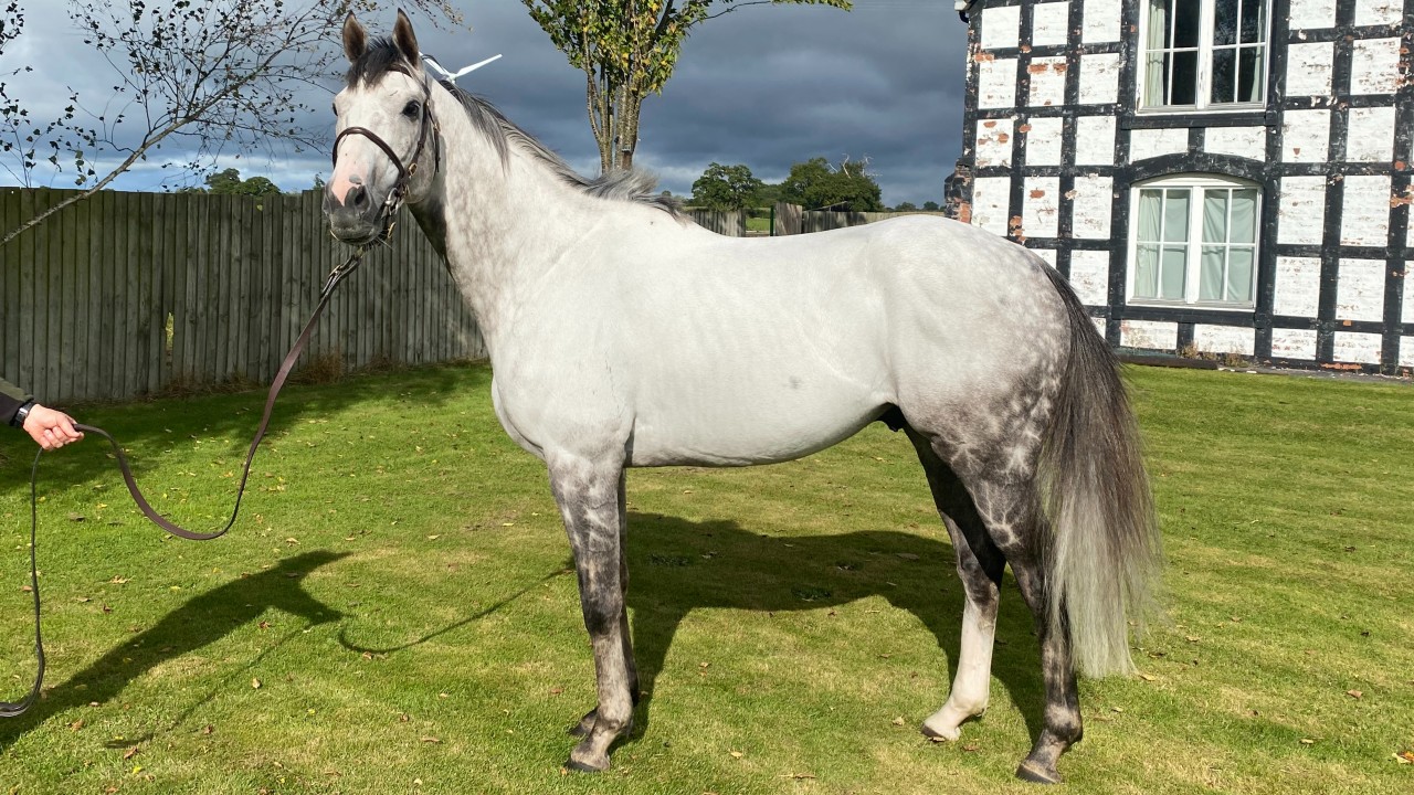 Shade Oak Stud Shadeoakstud Twitter