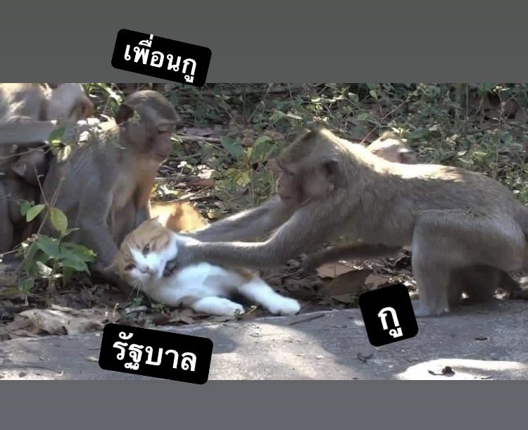 K̶* tweet media