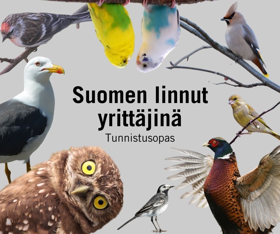 ElinaLappalaine's tweet photo. Huhhuh, pakko taas arvostaa @Verouutiset viestintää. Arvostamme erityisesti Fantasiaania @hs_visio #yrittäjät #kasvuyrittäjät Lisää lintuja: https://t.co/cAdTd5iyal https://t.co/WNIf2x5nyK