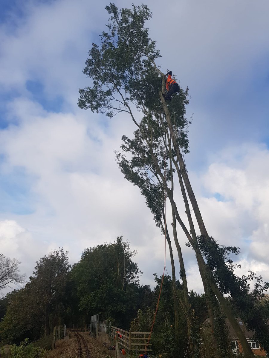 Golden Tree Surgeons tweet media