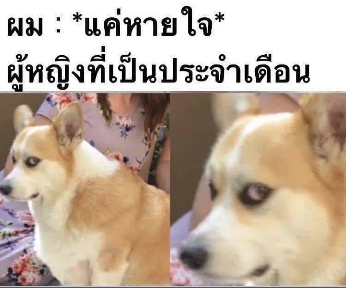 แซลม่อนพู ☼ tweet media