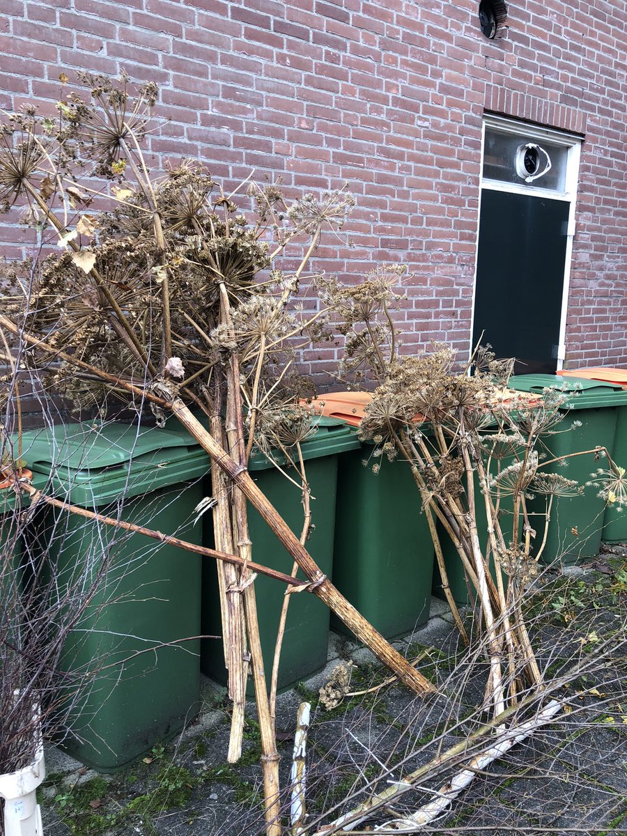 Zo dan. Dat fluitenkruid wordt ook met het jaar groter.