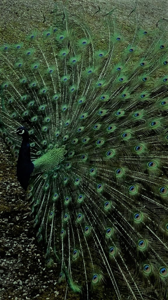 UN Geneva в Твиттере: «Did you know? The peacock ? is native to #India  ??. It has been its national bird since 1963. Peacocks are symbolic of  regrowth, rejuvenation, royalty, respect, honor