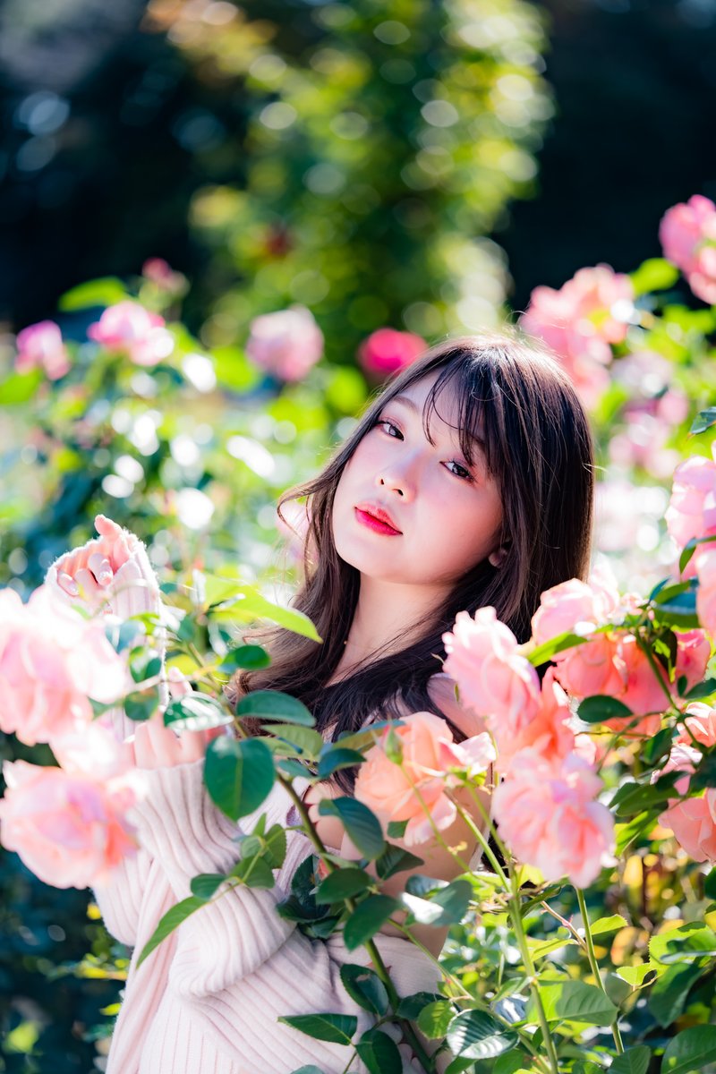 knock1965's tweet photo. #桜ゆりか   ~Red Rose~

#RoseGarden 
#portrait 
#photography 
#bimage https://t.co/w5l5lQ1Yee
