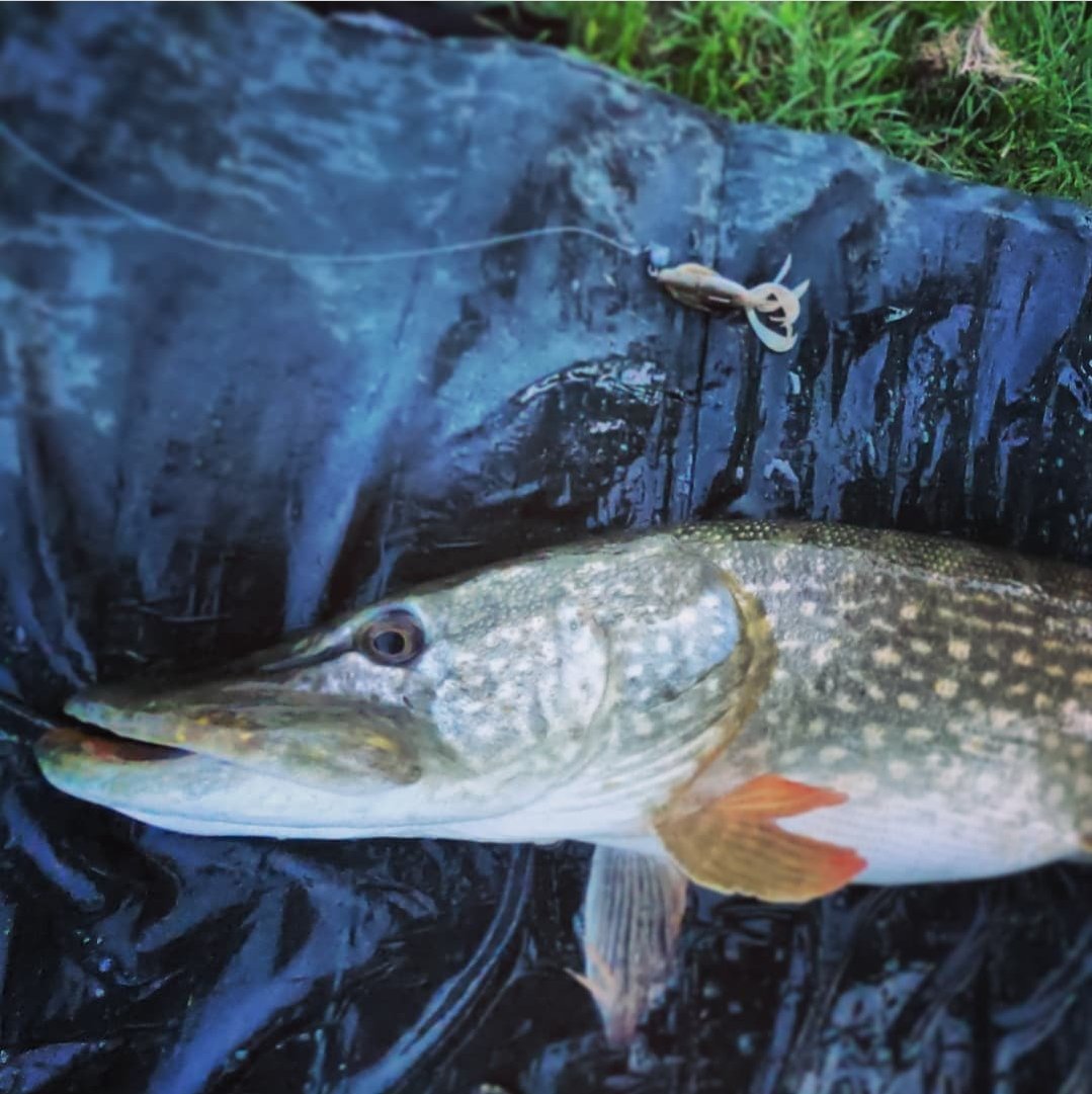 Another unit of a Pike 95cm🐊 #pikefishing #pike #hecht #hechtangeln #snoek #gädda #brochet #esox #predatorfishing #bigpike #esoxlucius #perchfishing #gäddfiske #snoekvissen #northernpike #perch #zander #hauki #luccio #zanderfishing #pikelures #muskyfishing #angeln #musky