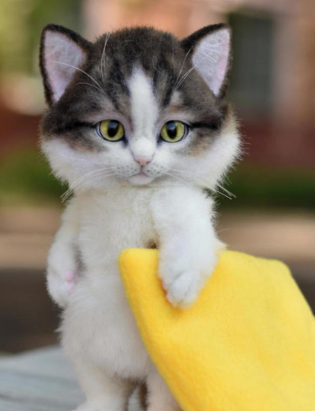 Waiting for mint like......

#btc #solana #solananft #nft #nfts