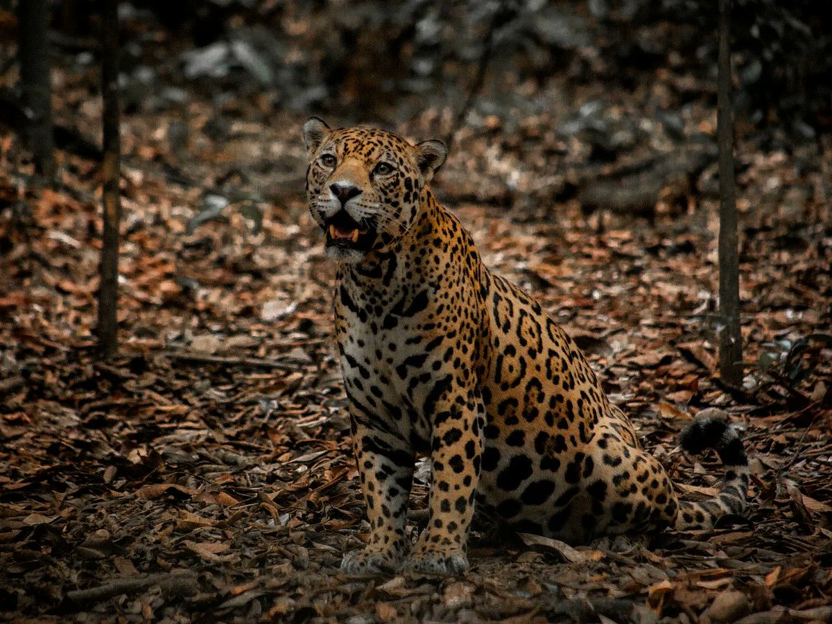 Jaguar/panthera onca 
#fotografía #canon #FotoDelDia