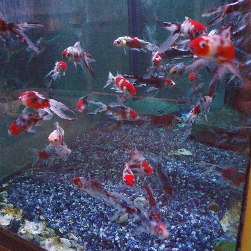 田中金魚 Tanakintnp Twitter 田中金魚 Tanakintnp Twitter