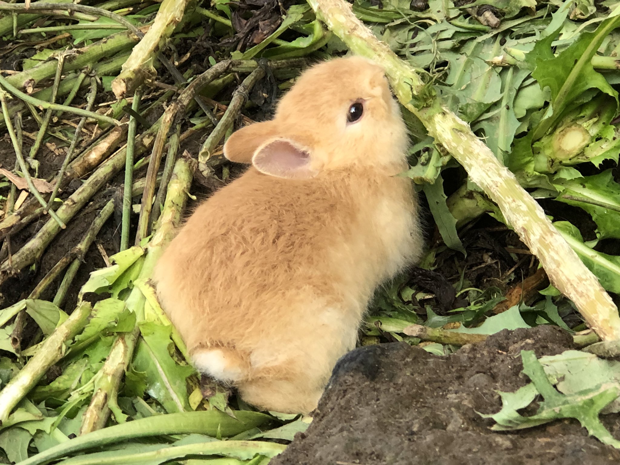 すどうくん 超多忙 なんかこの写真いいな かわいい T Co Mwbpirqrck Twitter