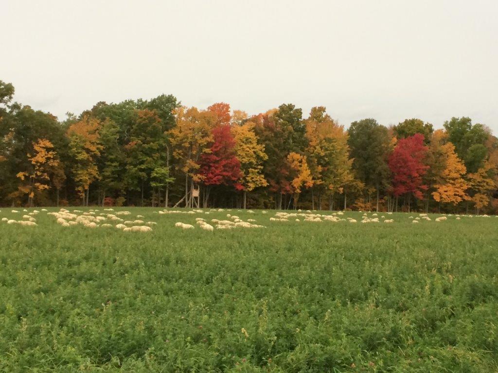 Congratulations to this years #MapleseedPastureAward winner Brad &amp; Karen Davis! 🐑🎉🌱

Read the full story on the #Mapleseed website: bit.ly/3pY5I9l 
or the <a href="/ForageCouncil/">ON Forage Council</a> website: bit.ly/3mGYMeC

<a href="/OntarioSheep/">Ontario Sheep</a> #pasture #grazing