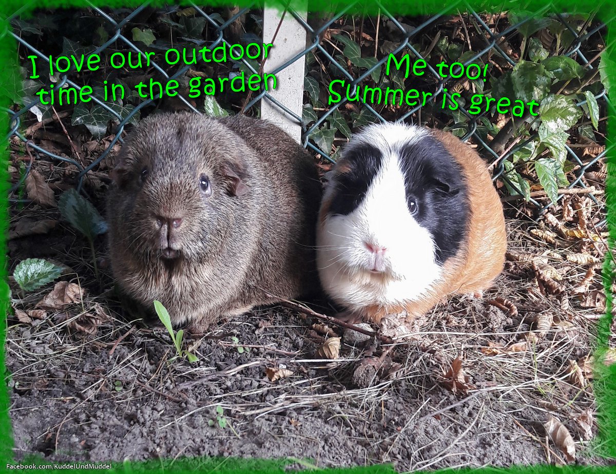 KuddelUndMuddel's tweet photo. Our last trip into the garden some wheeks ago...
#cobayas #cuycuy
#meerschweinchen #cavy #cavies #cavylover #Wutzen #meeri #cavycuteness #guienapig #fellnasen #Schweinchenliebe #meerilove #モルモット #muig #cochondinde #piggycuteness #swinkamorska https://t.co/TVfhS6AXf1