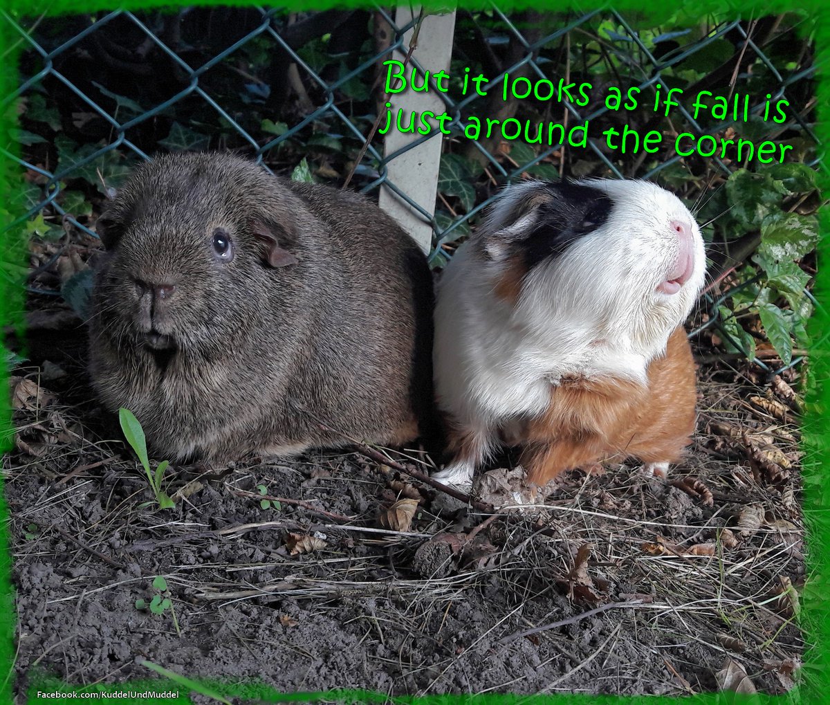 KuddelUndMuddel's tweet photo. Our last trip into the garden some wheeks ago...
#cobayas #cuycuy
#meerschweinchen #cavy #cavies #cavylover #Wutzen #meeri #cavycuteness #guienapig #fellnasen #Schweinchenliebe #meerilove #モルモット #muig #cochondinde #piggycuteness #swinkamorska https://t.co/TVfhS6AXf1