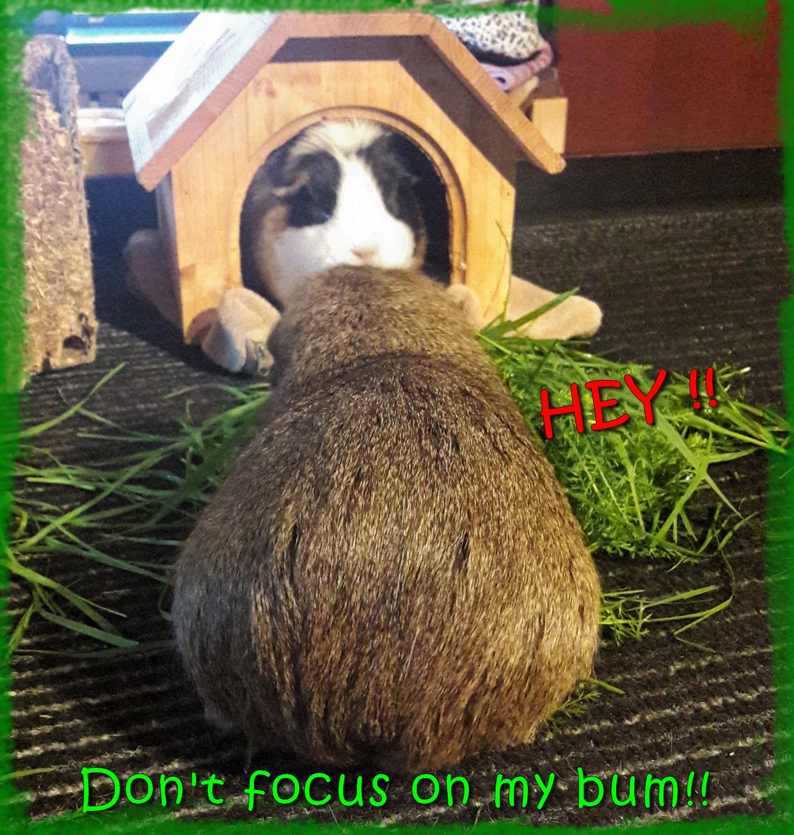 KuddelUndMuddel's tweet photo. It annoys Othello that Piggy Mom always takes off topic snaps for a photo story
#piggybum #cobayas #cuycuy
#meerschweinchen #cavy #cavylover #Wutzen #meeri #cavycuteness #guienapig #Schweinchenliebe #meerilove #モルモット #muig #cochondinde #piggycuteness #swinkamorska https://t.co/UeAWdHd11L