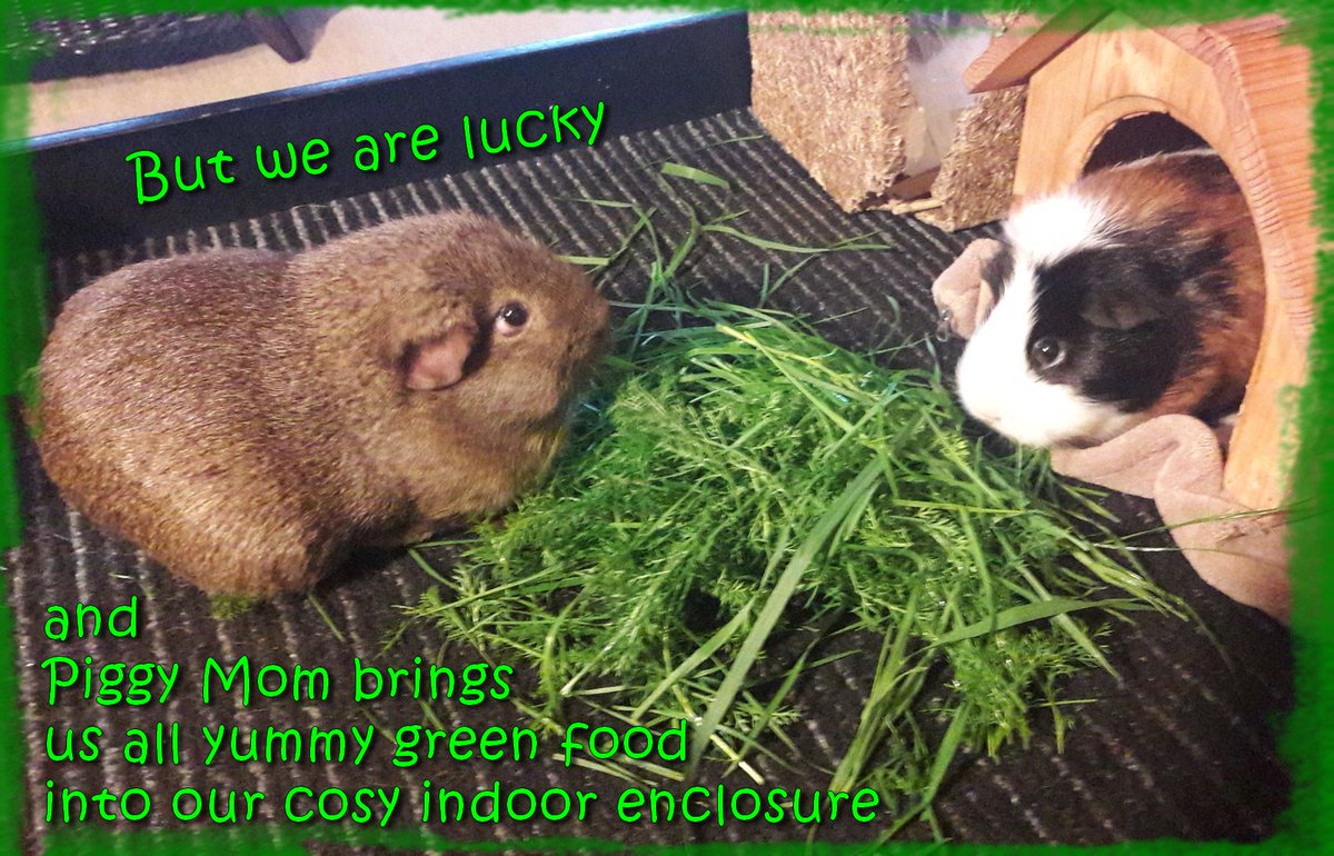 KuddelUndMuddel's tweet photo. Our last trip into the garden some wheeks ago...
#cobayas #cuycuy
#meerschweinchen #cavy #cavies #cavylover #Wutzen #meeri #cavycuteness #guienapig #fellnasen #Schweinchenliebe #meerilove #モルモット #muig #cochondinde #piggycuteness #swinkamorska https://t.co/TVfhS6AXf1