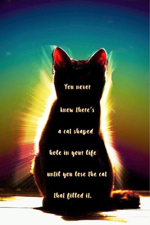 SusieQ6shooter's tweet photo. @catswithnohope So sorry for you loss. 
#GodBless #GodRest #Tweety 🙏 ♥️🙏 https://t.co/0i984cJ7tO