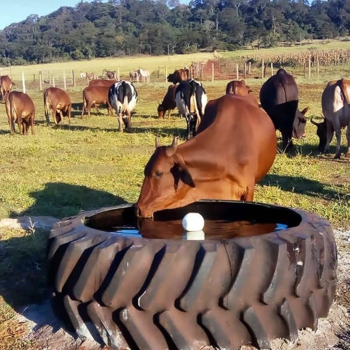 Amante Crudo miel Agrotendencia TV on Twitter: "Bebedero para el ganado con materiales  reciclado. Así se ve y ¡que buena idea! ¿Y a ti que te parece? Así nos  comparte desde Brasil @gadosindi #AgroRed #Brasil #