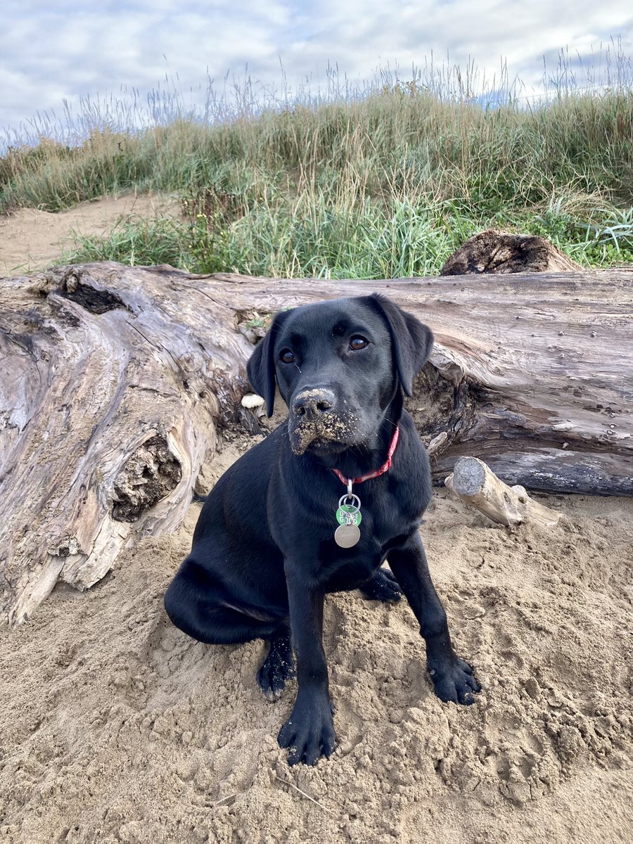 RaisedToAssist's tweet photo. Enjoying my first holibobs in #kewstoke #Somerset @nationaltrust Sand Point #assistancedog #labrador #SandBay https://t.co/lpKT1wpE4X