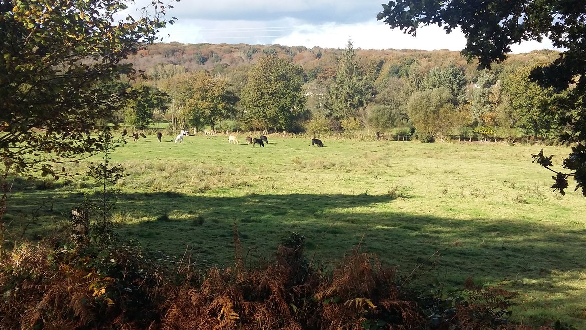 TitePau23's tweet photo. Ma chère Normandie qui m'avait tellement manqué 😍❤ #Quelkiff #VachesNormandes #Campagne #Vacances #Onestbien https://t.co/b62cyAIpkV