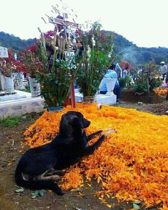 Peludos Desamparados tweet media