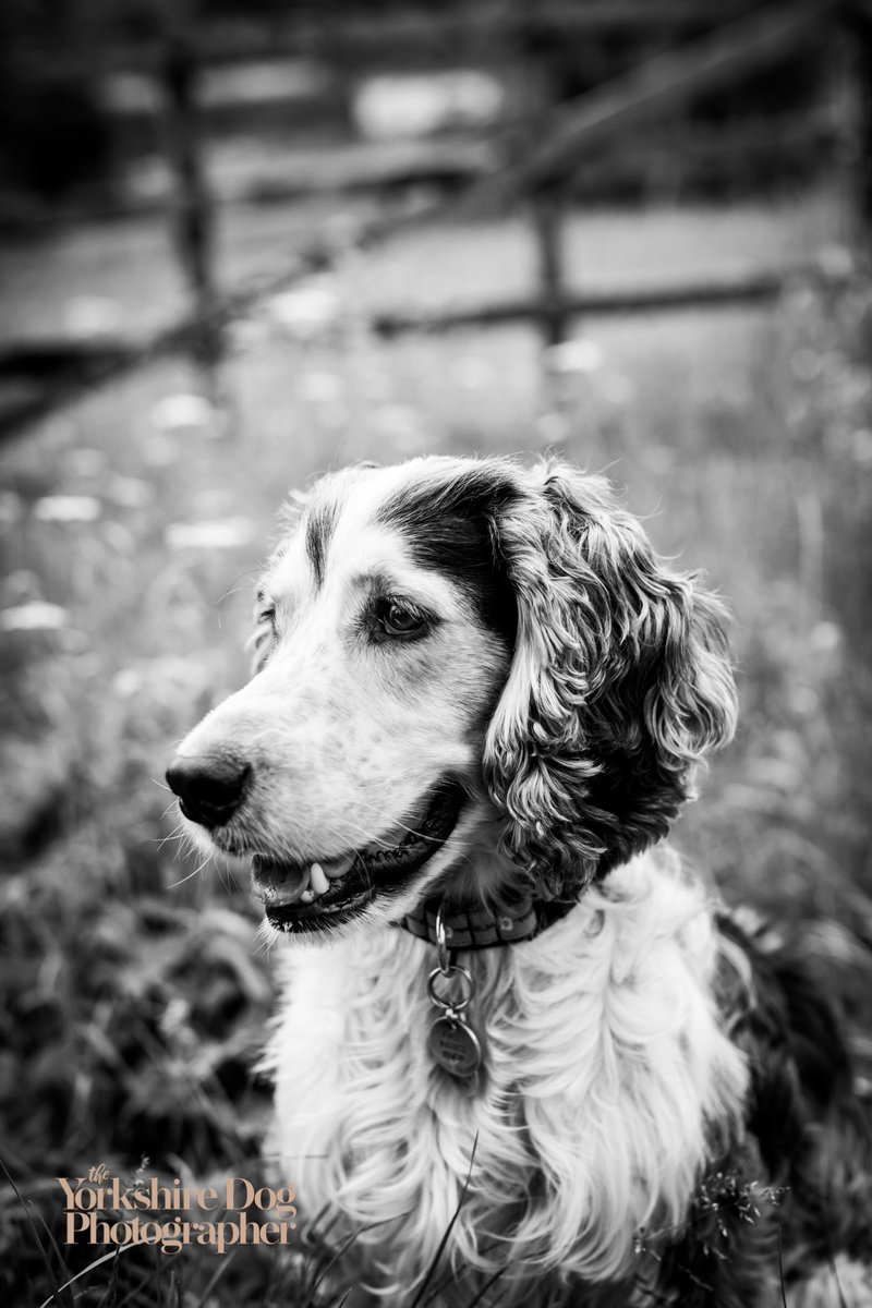 A portrait of a Spaniel 🐾🐾

#dogphotographer
#cockerspaniel 
#yorkshire