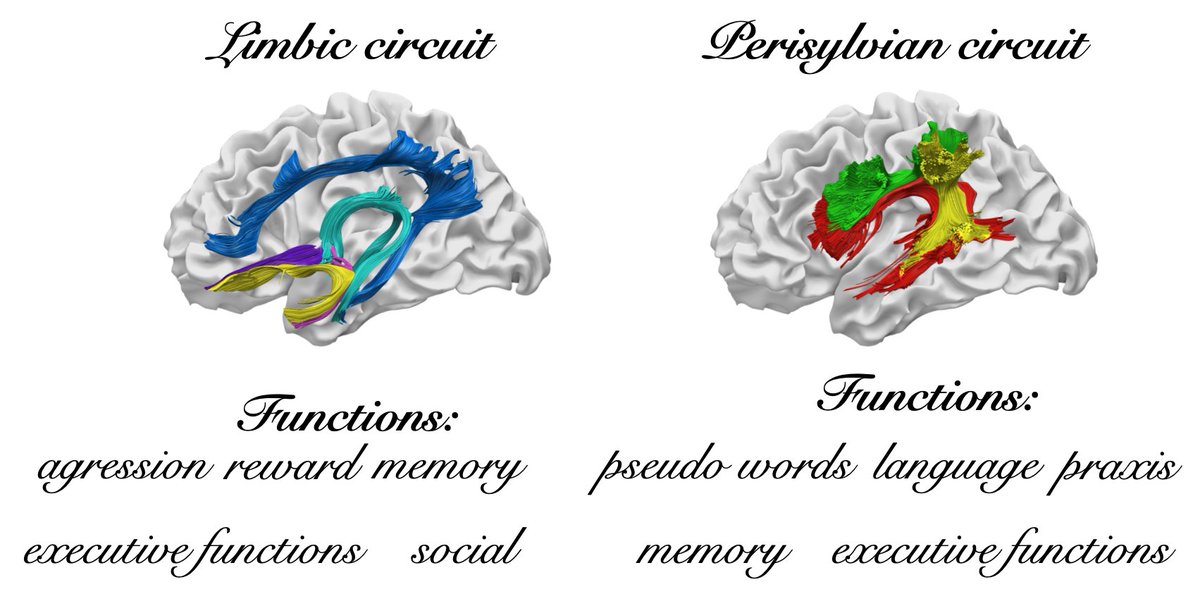 StephForkel's tweet photo. Thrilled to see our #teamscience #openaccess paper with @FriedrichPat @MichelTdS @ettah in @BrainStrucFunc!
White matter #variability, cognition & #disorders: how #interindividual differences in #anatomy and #cognition impact #precision #neuroscience.
https://t.co/QPmdXv5ZB4 https://t.co/zrw4aaSDyV