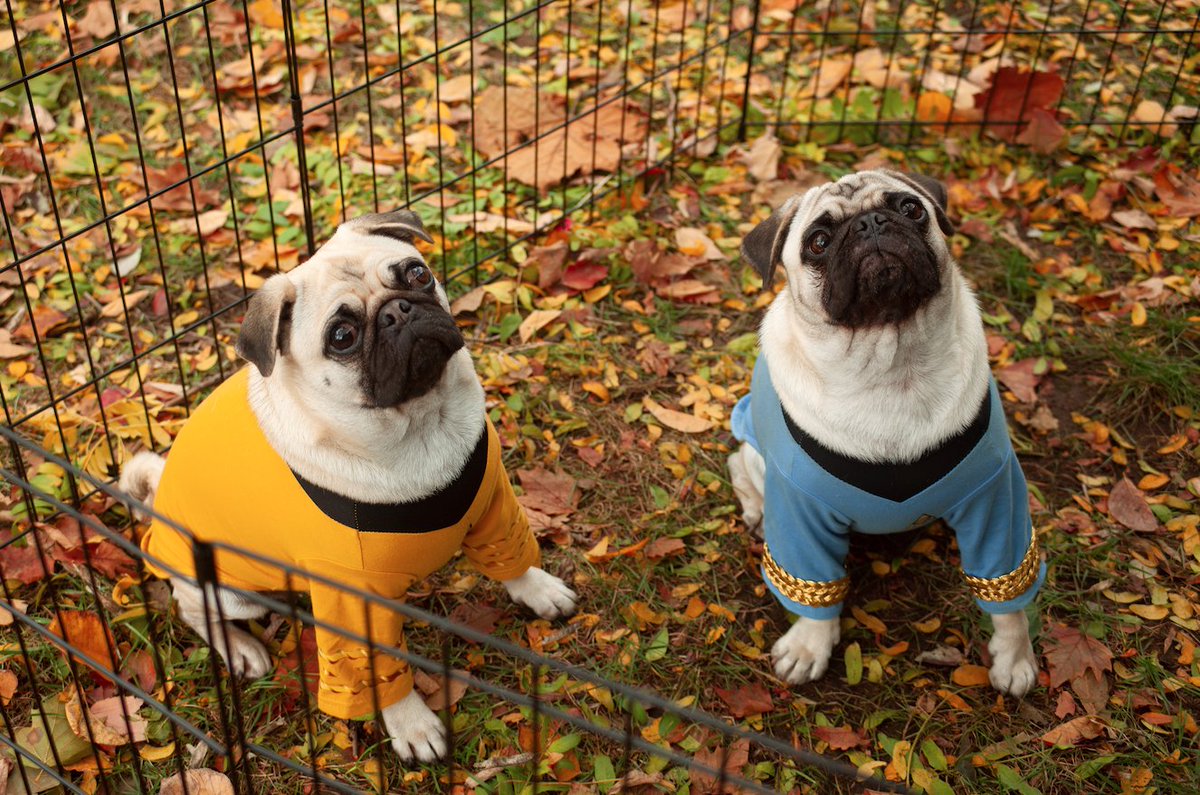lesley_u's tweet photo. Thanks to Jena Roseman '24 for capturing some sweet shots of Myrtle and Cordelia on the quad! Lots of love for these Lesley pugs!
#PugsofInstagram #LesleyUniversity #CambMA #FallOnCampus #Cambridge #Pugs #PartyingWithPugs https://t.co/Ht8zD9Jxiu