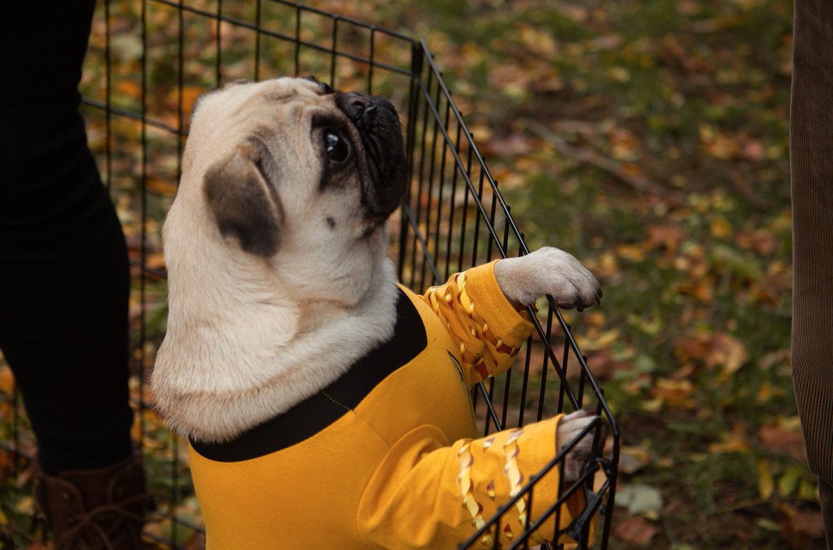 lesley_u's tweet photo. Thanks to Jena Roseman '24 for capturing some sweet shots of Myrtle and Cordelia on the quad! Lots of love for these Lesley pugs!
#PugsofInstagram #LesleyUniversity #CambMA #FallOnCampus #Cambridge #Pugs #PartyingWithPugs https://t.co/Ht8zD9Jxiu