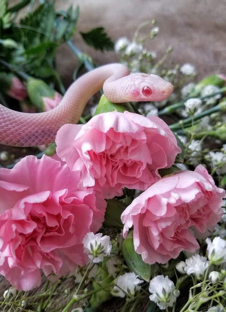 beautiful snakes in flowers 💐🐍