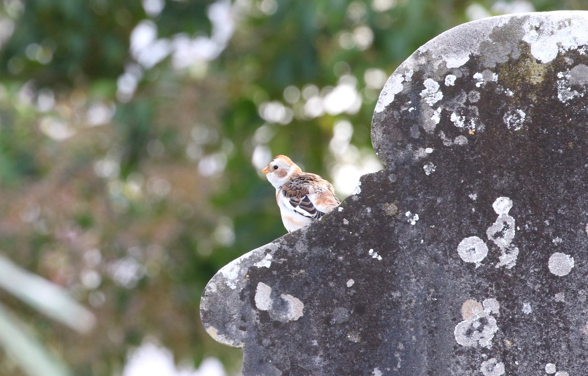 mossjason85's tweet photo. This Snow Bunting was found by Llàtzer Méndez in the local cemetery in Felanitx last Saturday, during the Tots Sants (All Saints) holiday weekend. It's still there now, taking a liking to the tombstones as perches. A Balearic Island rarity with only about 8 previous records. https://t.co/xTR1CcW0Ka