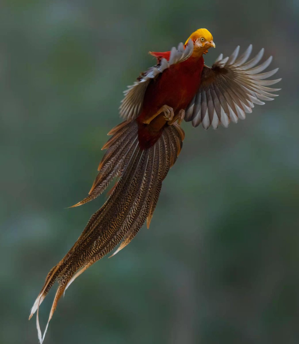 linjianyangbe's tweet photo. Rare beauty, rare moment -- Golden Pheasant.
*FULL SCREEN PLEASE* by 许俊

#BirdsSeenIn2021 #野鳥 #China
#MoreBirdsLessPolitics #birds
#birdwatching #photography  
#TwitterNatureCommunity @avibase https://t.co/2h91fZG2ao