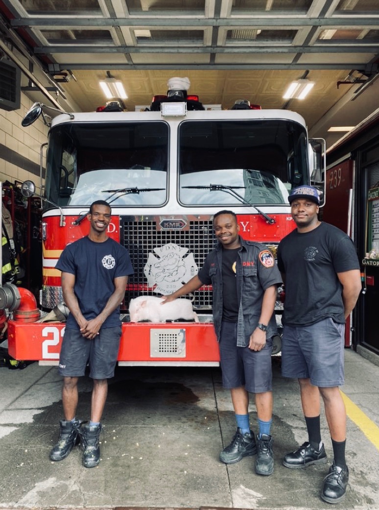 Gowanus Gators Engine 239 🐊🐷 #firepigpenny