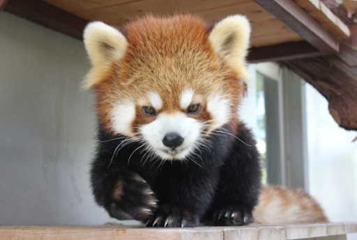 RedPandaEveryHr's tweet photo. https://t.co/RgnyxuvVqk
