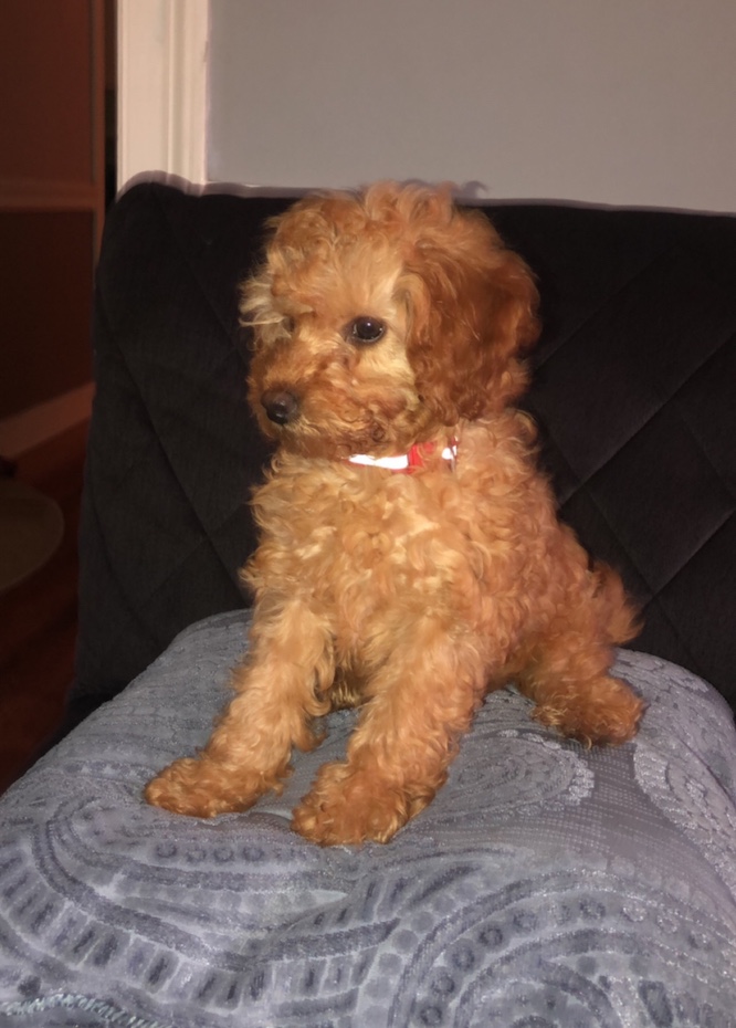 everlightsolar's tweet photo. Mid-week Heart Melt🥰
Here's some motivation to get you through the rest of the week ❤️
#EverlightPets #HappyNovember #November https://t.co/JRkgtYu0MD