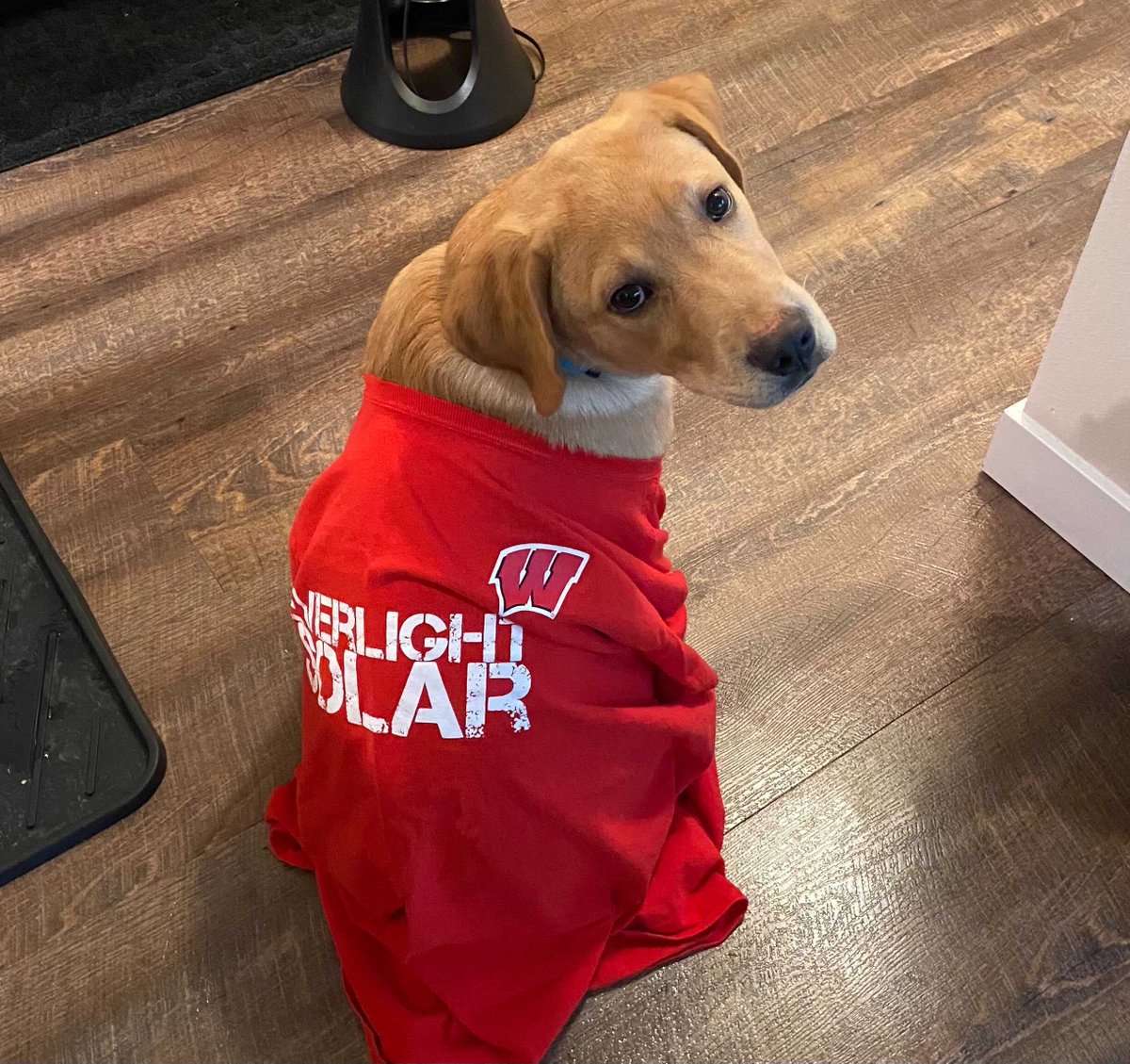 everlightsolar's tweet photo. Mid-week Heart Melt🥰
Here's some motivation to get you through the rest of the week ❤️
#EverlightPets #HappyNovember #November https://t.co/JRkgtYu0MD