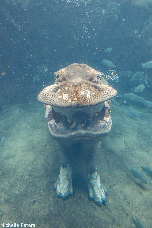 CincinnatiZoo's tweet photo. Say cheese, Tucker! https://t.co/WZs8XiT3aj