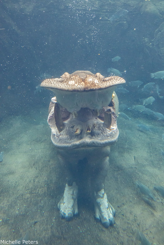 CincinnatiZoo's tweet photo. Say cheese, Tucker! https://t.co/WZs8XiT3aj