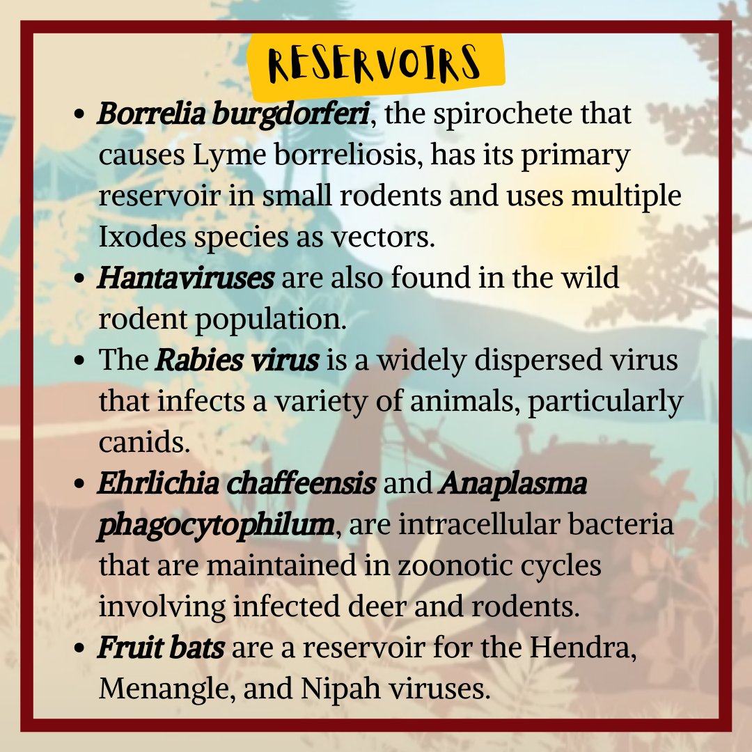 IvsaIndia's tweet photo. "Transmission of Infection From Wild animals to Human population"
Most of the human infections are zoonotic &amp; wildlife is one of the major sources. The latest devastating example is the Covid-19 outbreak, spread by bats.
As veterinarians let's vow to prevent zoonotic infection. https://t.co/PimKYMh4FY