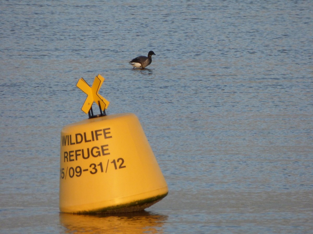 SEDwildlife's tweet photo. 3 years ago #wildliferefuges were set up on #ExeEstuary to protect overwintering birds. A review shows they are working and the environment is benefitting.  Pls help us &amp; don't disturb the birds by causing them to take flight. Thank you 😃 #nature #cop26
https://t.co/v3fEBhfTUv https://t.co/Ajx0MC55RB