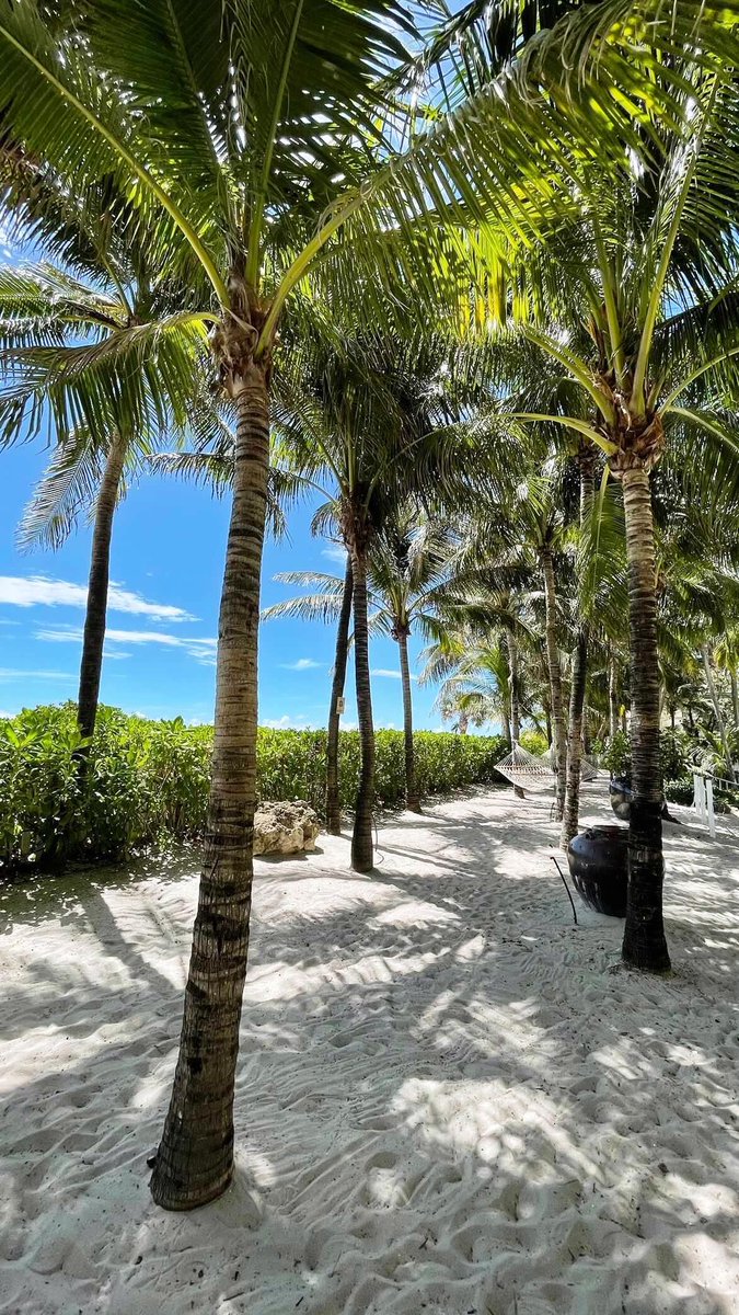 GrandBeachMiami's tweet photo. Discover a palm tree surrounded paradise right in #grandbeachmiami's backyard. https://t.co/El9YgPmaUR 
📸: anastasiavlasiuk 

#gbhmoments #postcardfromparadise #miamiweekends #traveltomiami #miaexplore #miamidays #foundinmiami #miamiandbeaches https://t.co/RGrpZyqYXd