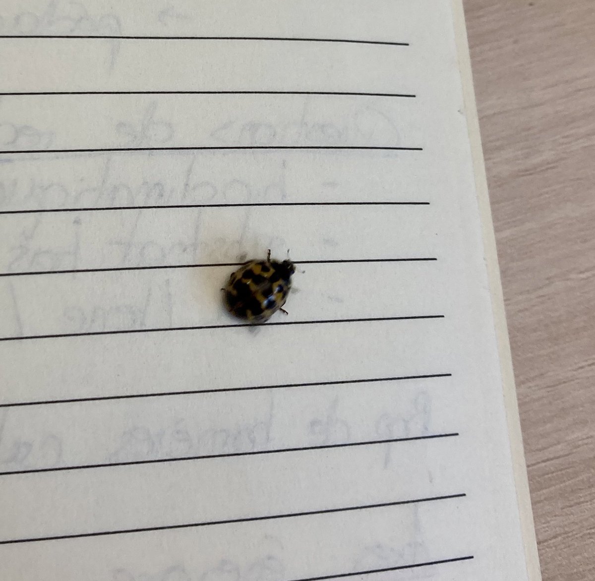 Caroline_D_Z's tweet photo. Une petite curieuse s’est glissée dans mon cahier… https://t.co/MPxbB2RJu8